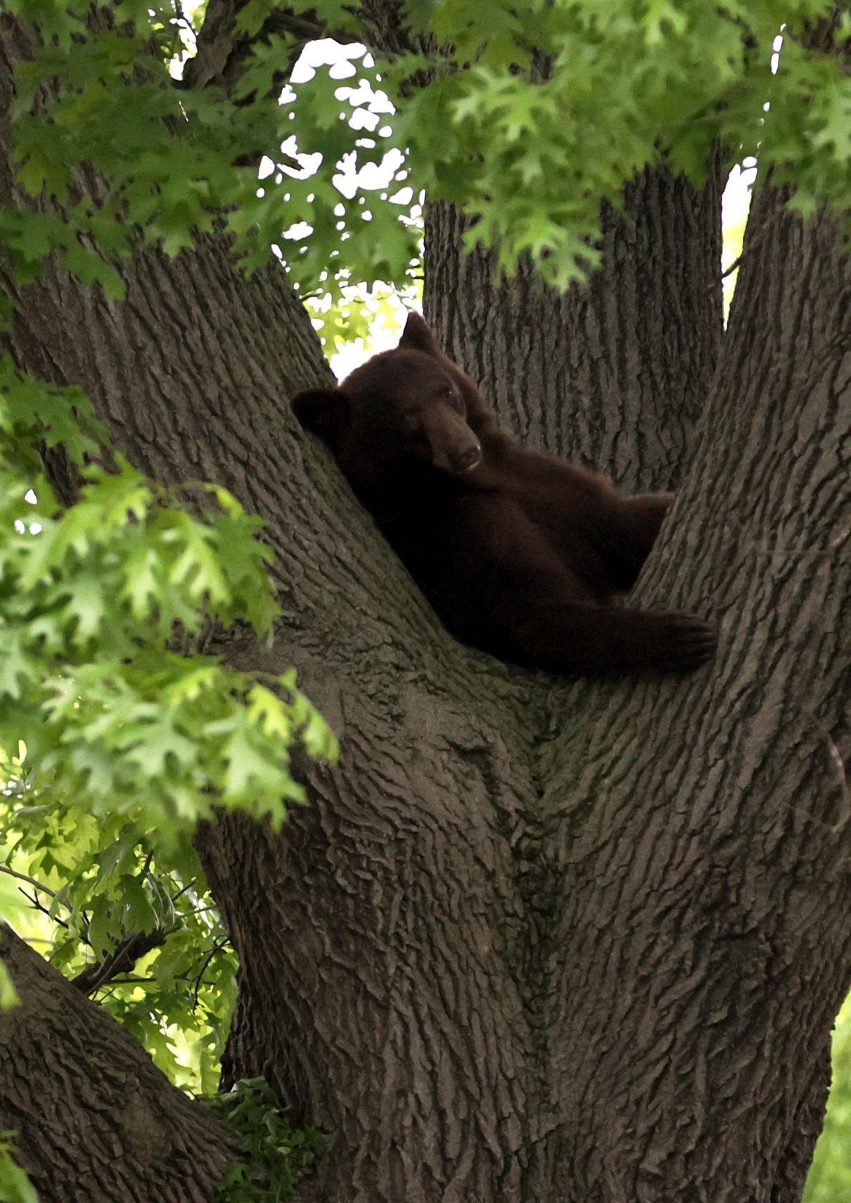 Bear in tree in Richmond Heights